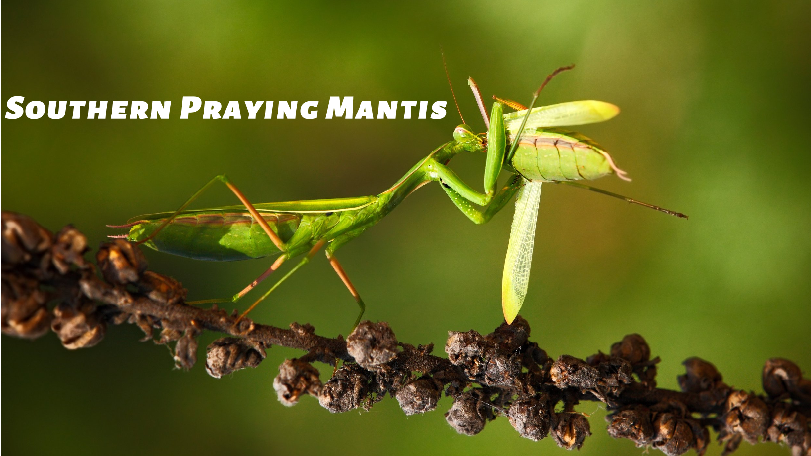 Southern Praying Mantis - 南派螳螂 - Nam Pai Tong Long